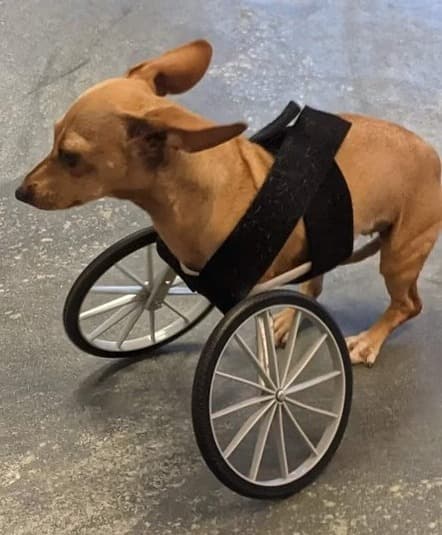 Dog prosthesis